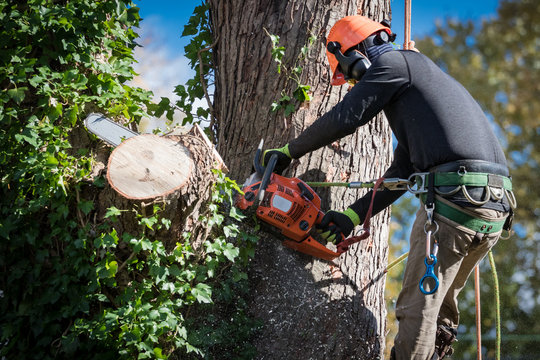 Professional arborist in safety gear performing tree removal services